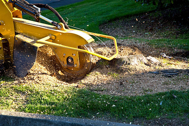Best Lawn Grading and Leveling  in Sutton Alpine, AK