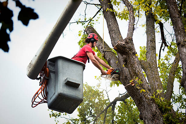 Best Tree and Shrub Care  in Sutton Alpine, AK