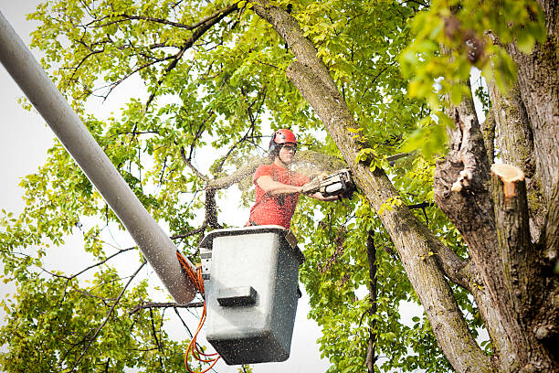 Best Tree Cabling and Bracing  in Sutton Alpine, AK
