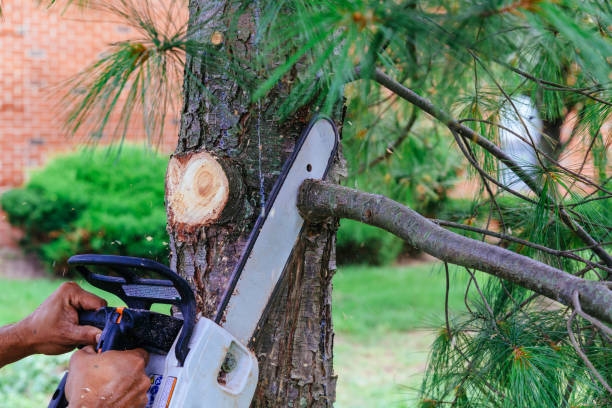 How Our Tree Care Process Works  in  Sutton Alpine, AK