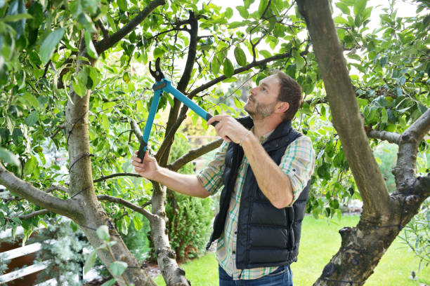 Professional Tree Services in Sutton Alpine, AK